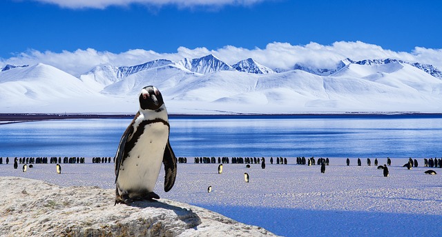 penguins, ice, Antarctica