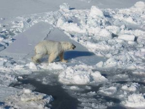 polar bear, ice, Arctic